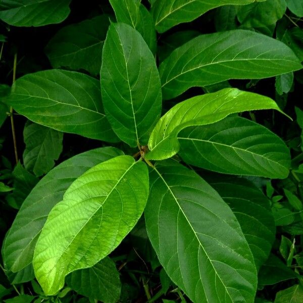 Ficus hispida Blad