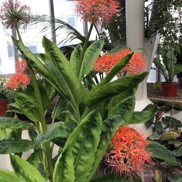 Scadoxus multiflorus Квітка