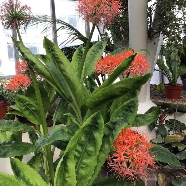 Scadoxus multiflorus Кветка