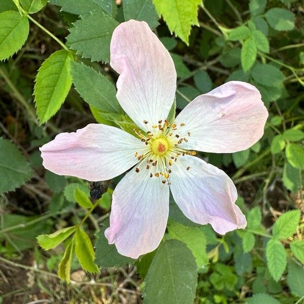 Rosa micrantha Blüte