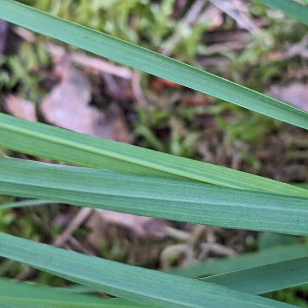 Molinia caerulea Φύλλο