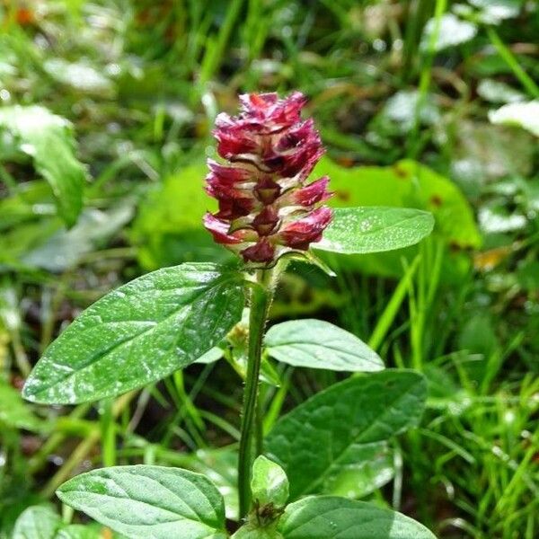 Prunella vulgaris 叶