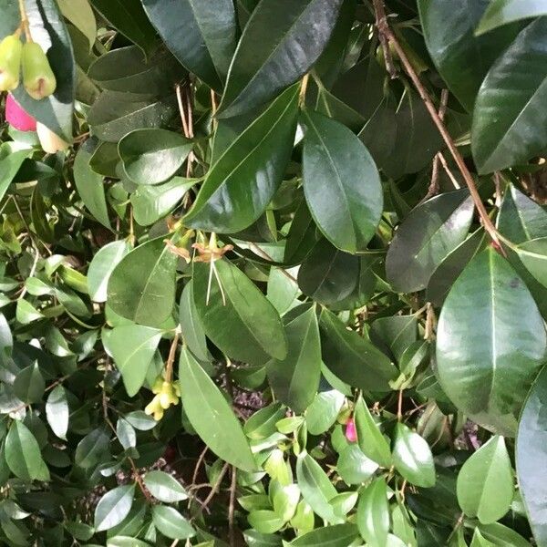 Syzygium jambos পাতা