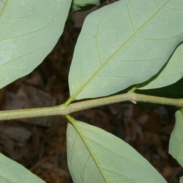 Bunchosia nitida Leaf