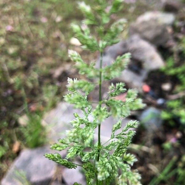 Polypogon viridis Λουλούδι