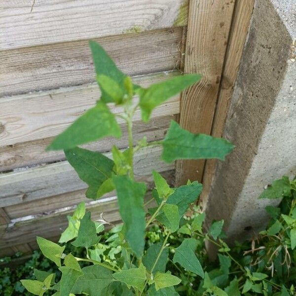 Atriplex prostrata برگ