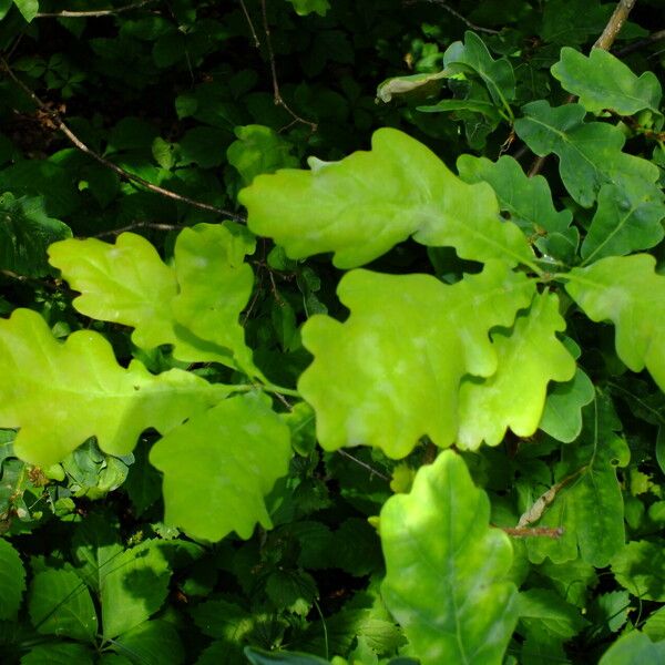 Quercus × rosacea 葉