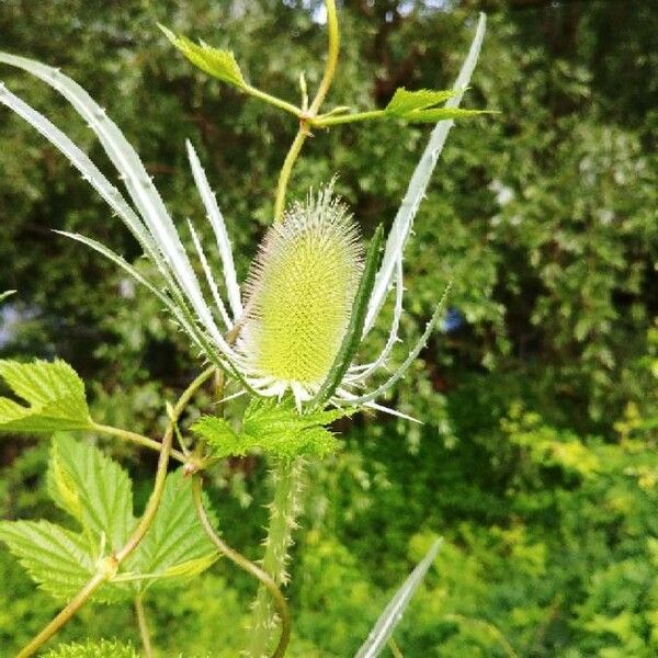 Dipsacus fullonum Blodyn