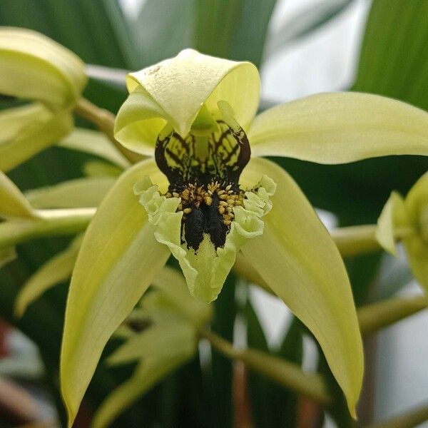 Coelogyne pandurata Blomst