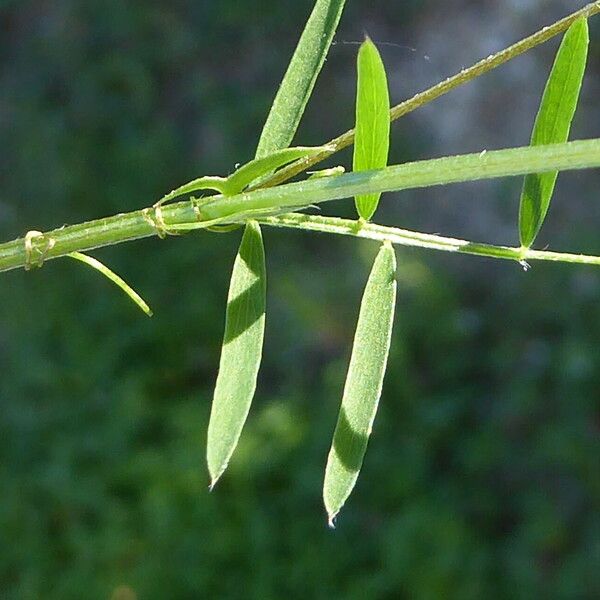 Vicia hirsuta Φύλλο