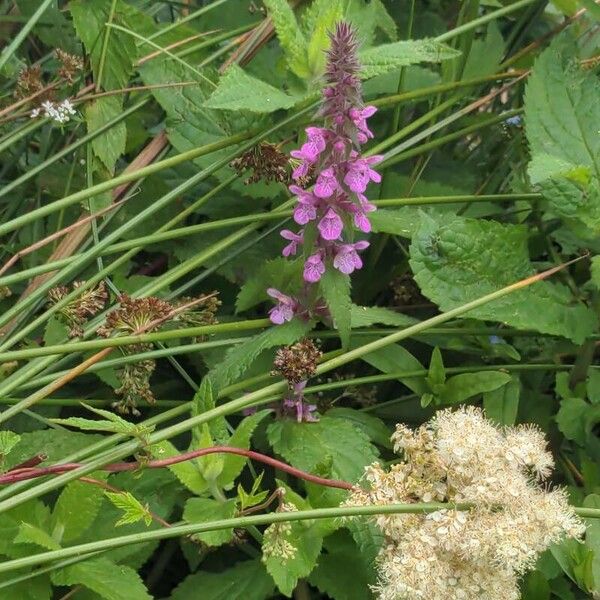 Stachys palustris Máis