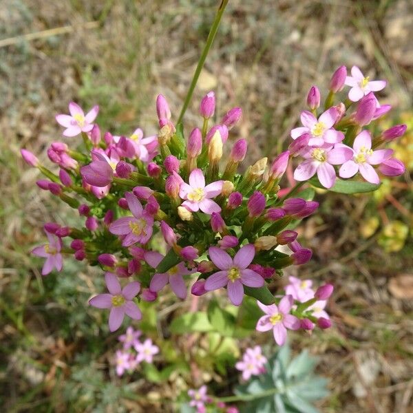 Centaurium erythraea 花