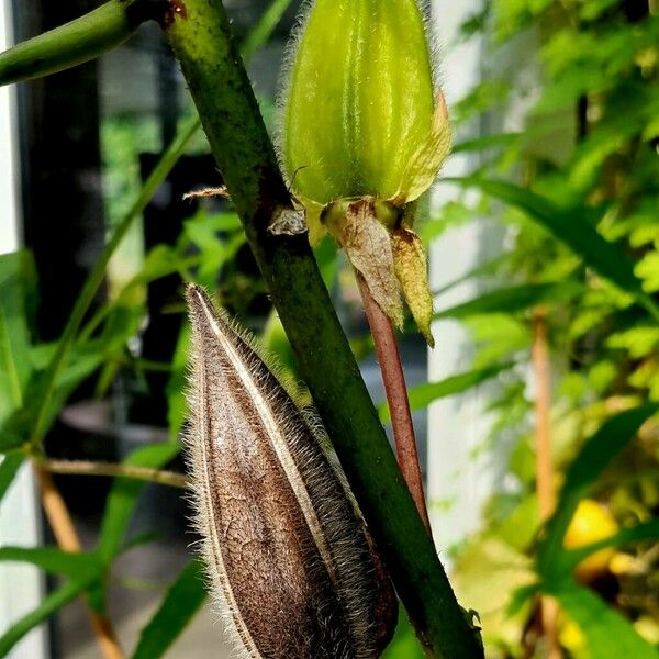 Abelmoschus manihot Frukt