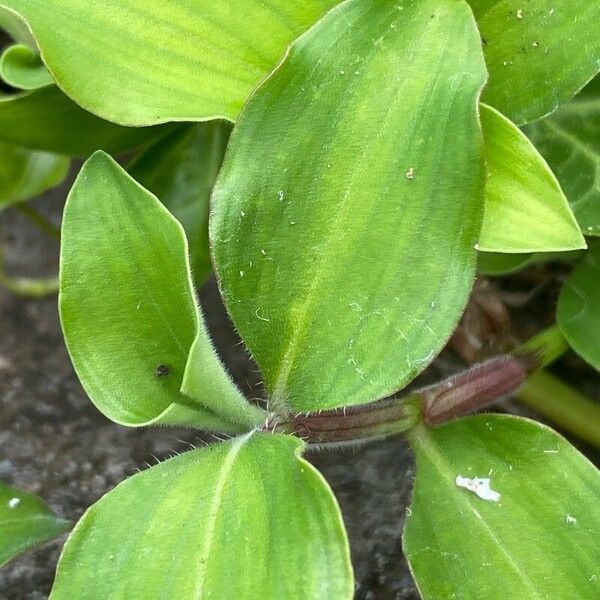 Commelina benghalensis Blad