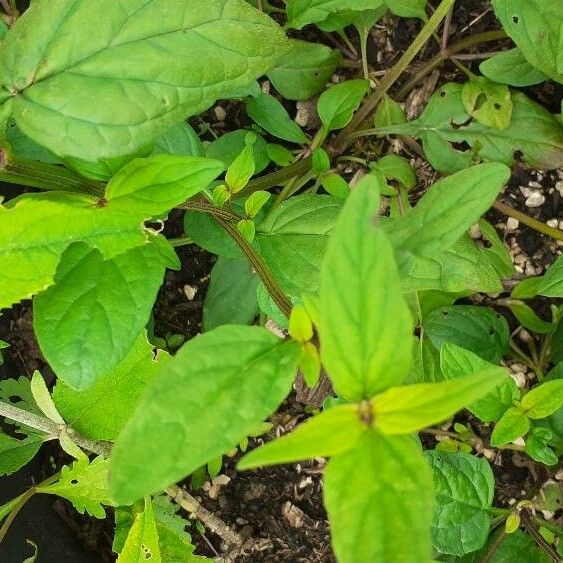 Prunella vulgaris Leaf