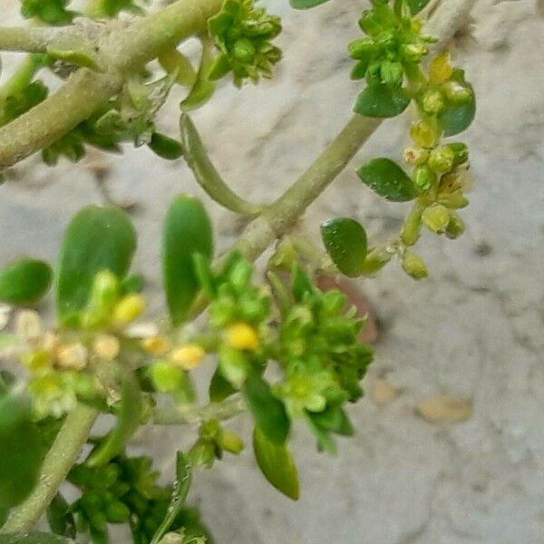 Herniaria glabra Fruit
