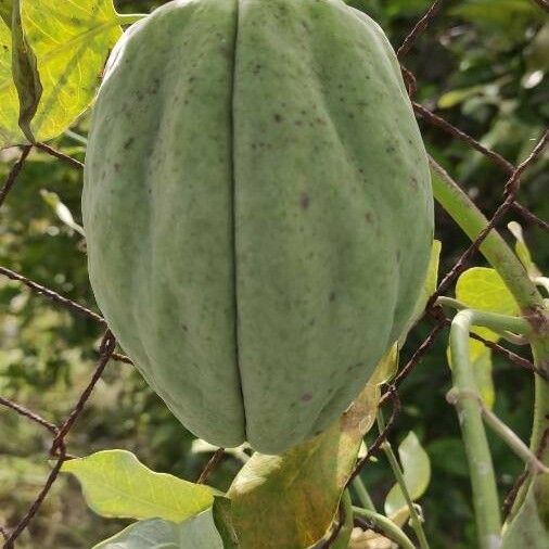 Araujia sericifera Fruit