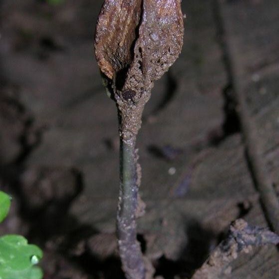 Palicourea tetragona Habit