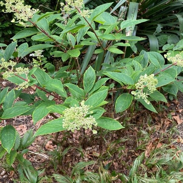 Hydrangea paniculata ᱵᱟᱦᱟ