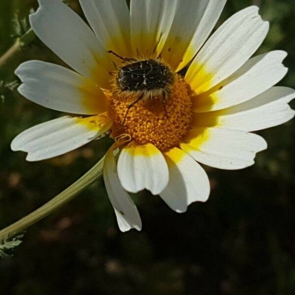 Glebionis coronaria Λουλούδι