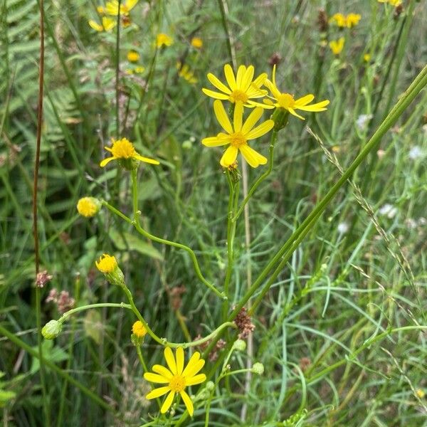 Senecio inaequidens 花