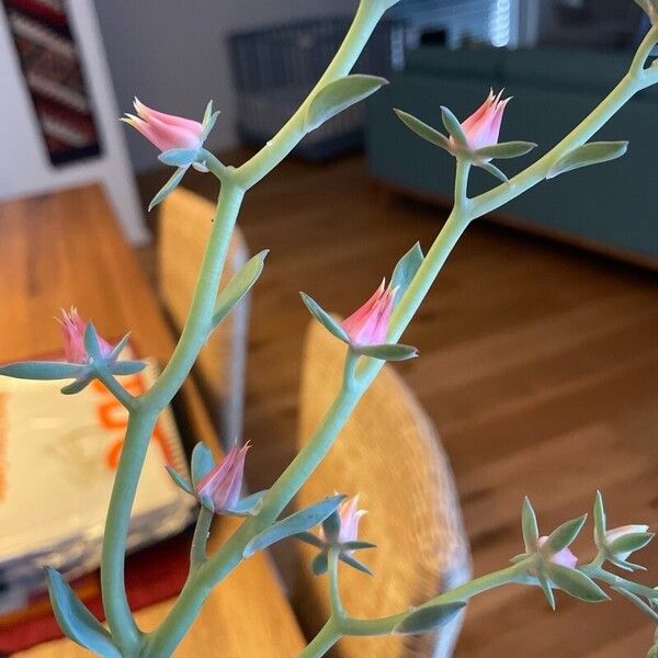 Echeveria secunda Cvet