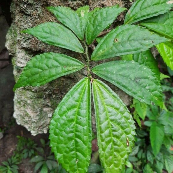 Elatostema platyphyllum Blatt