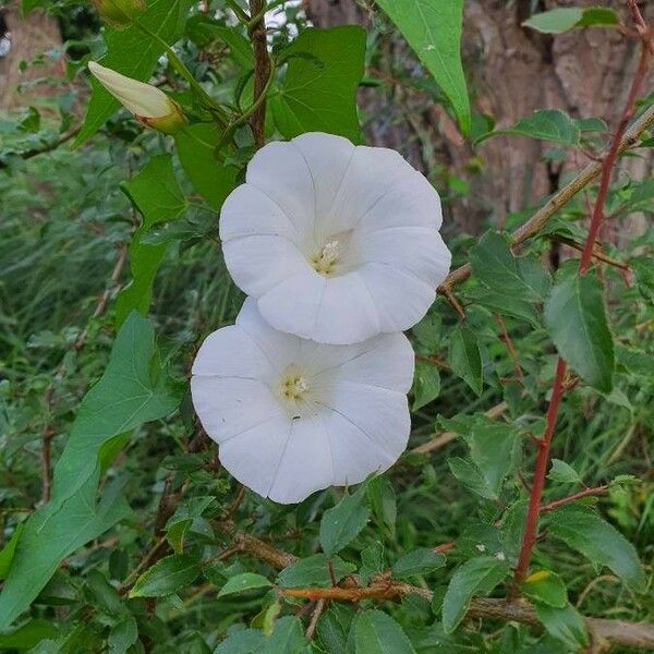 Convolvulus sepium Flor