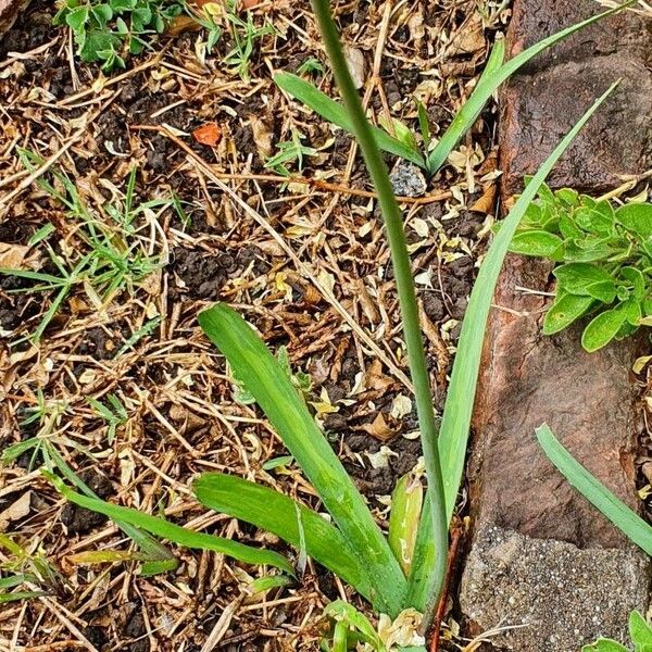 Nothoscordum gracile موطن