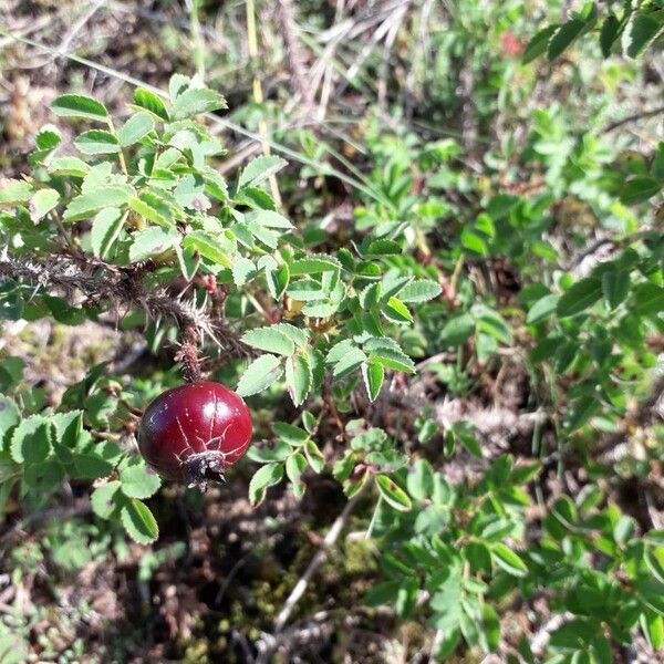 Rosa spinosissima Frucht