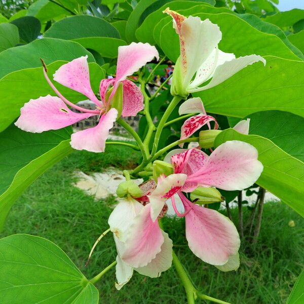 Bauhinia variegata Fiore