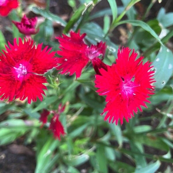 Dianthus chinensis 花