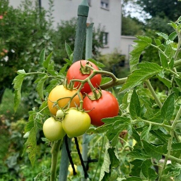 Solanum pimpinellifolium Frutto