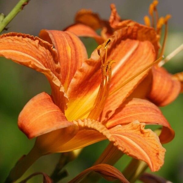 Hemerocallis fulva Blomst