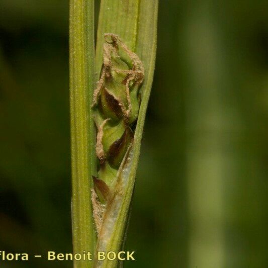 Carex vaginata Bark