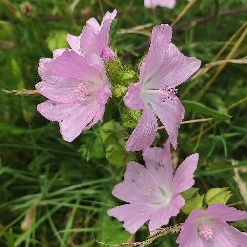 Malva moschata Blad