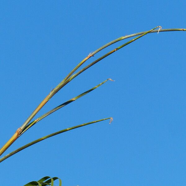 Washingtonia filifera Flower