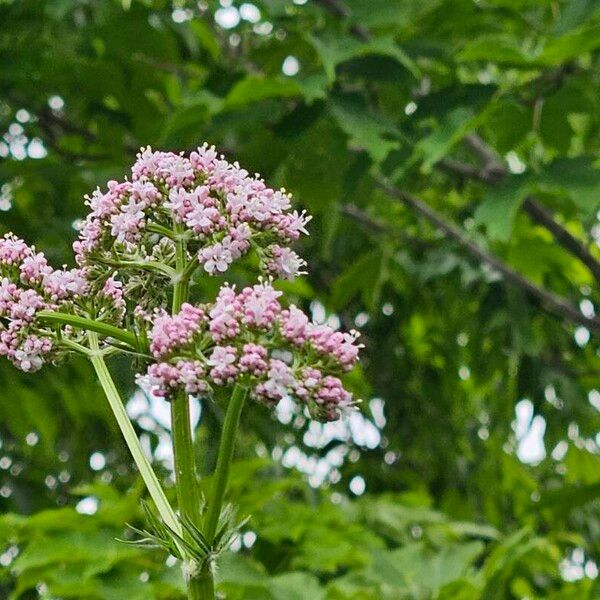 Valeriana officinalis Квітка