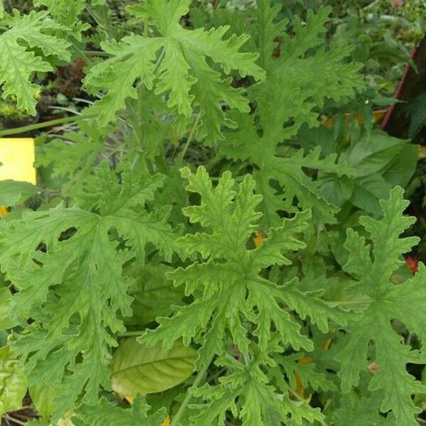 Pelargonium odoratissimum ഇല