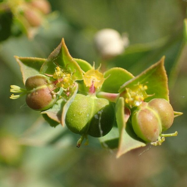 Euphorbia terracina Fruto