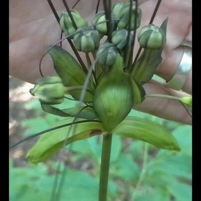 Tacca leontopetaloides Цветок