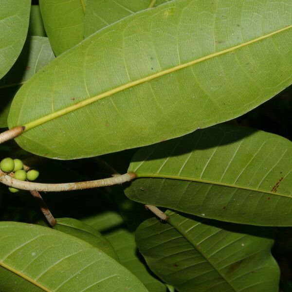 Ficus citrifolia Лист