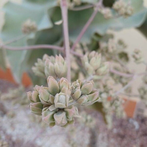 Kalanchoe beharensis Flower