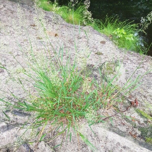 Agrostis stolonifera Flor