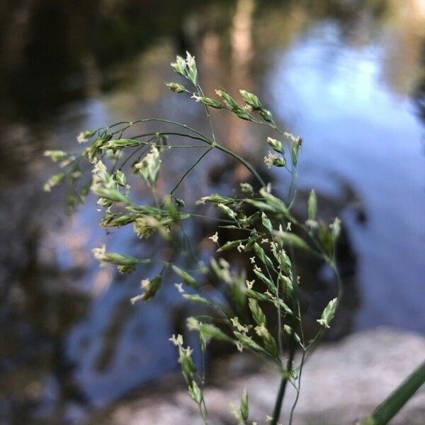 Poa trivialis Цвят