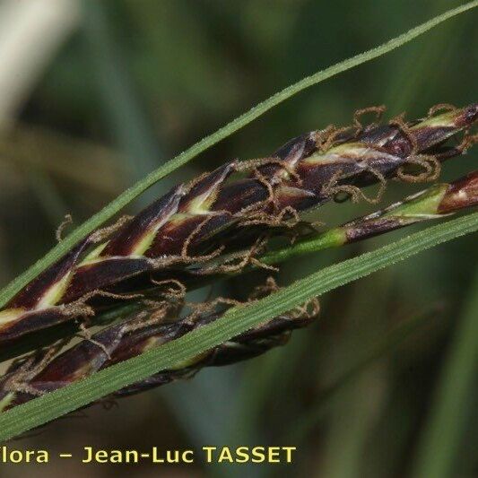 Carex fimbriata ᱵᱟᱦᱟ