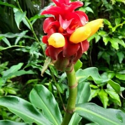 Costus barbatus Folha