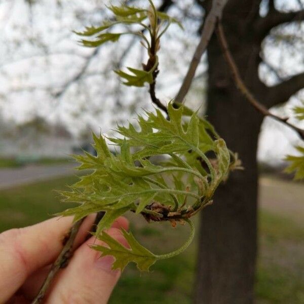 Quercus rubra 叶