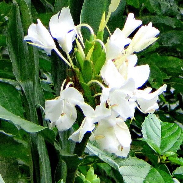 Hedychium coronarium Flor