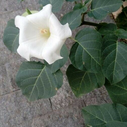 Datura innoxia Flower